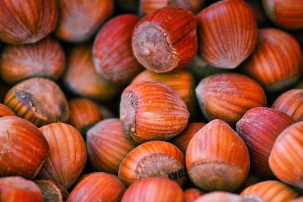 jak obrać orzechy laskowe z łupiny